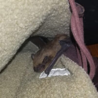 Bat Issues and Problems in Covington Kentucky