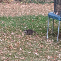 Nuisance Raccoon Issues in Covington Kentucky