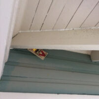 Rats and Mice Issues in Covington Kentucky