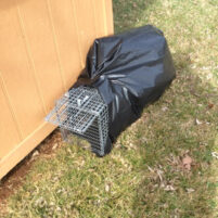 Skunk Issues in Covington Kentucky