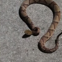 Snake Issues in Covington Kentucky