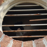 Pest Squirrel Problems in Covington Kentucky