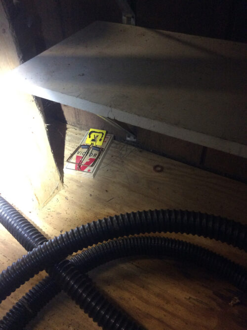 Rat trap in the attic