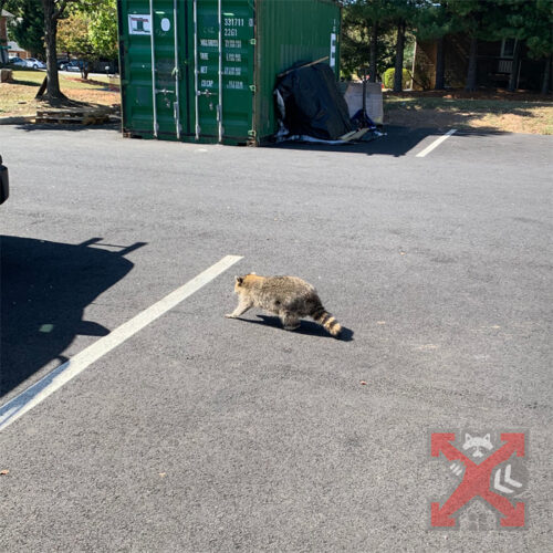Raccoon in the Parking Lot