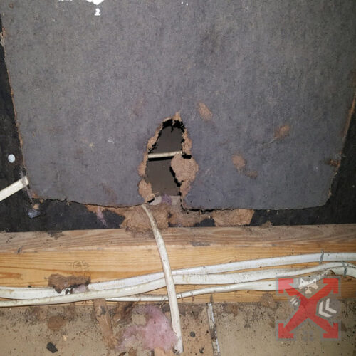 Rat Damage