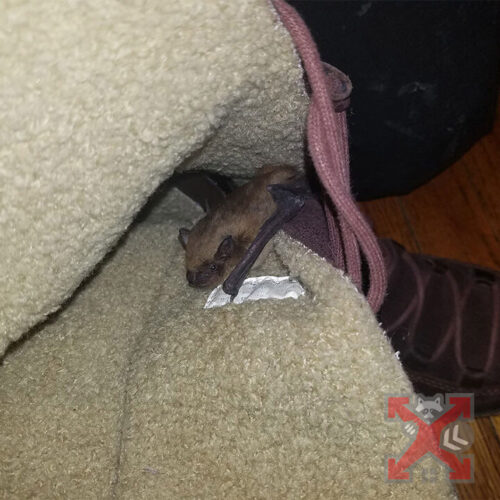 Small Bat in a Shoe