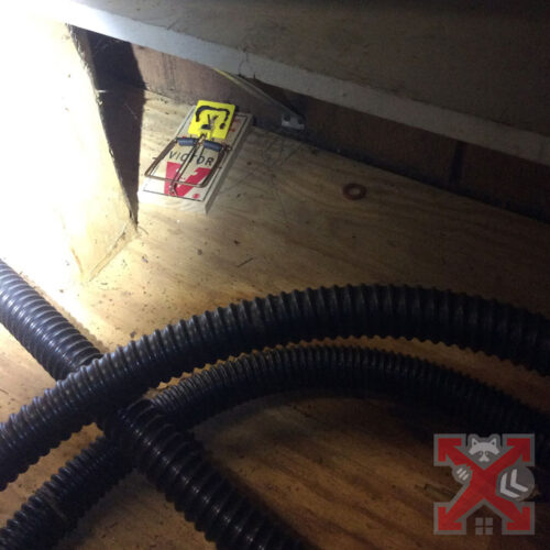 Traps For Rodents